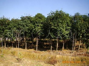 湖南宏盛苗木大量供應(yīng)6 8公分八月桂花樹歡迎各界人士前來觀苗指導(dǎo)價 湖南宏盛苗木大量供應(yīng)6 8公分八月桂花樹歡迎各界人士前來觀苗廠商 湖南宏盛苗木大量供應(yīng)6