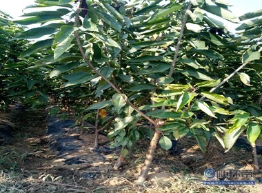 【冬天可以栽植櫻桃苗嘛光澤度好紅手球櫻桃苗廠家價(jià)格】泰安高新區(qū)旺運(yùn)苗木中心