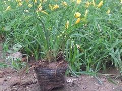 廠家直銷金娃娃萱草,哪里有賣:山東宿根地被圖片|廠家直銷金娃娃萱草,哪里有賣:山東宿根地被產(chǎn)品圖片由青州市聚寶花卉苗木專業(yè)合作社公司生產(chǎn)提供