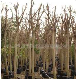 供應(yīng)榕樹 喬木 苗木價(jià)格_供應(yīng)榕樹 喬木 苗木廠家_