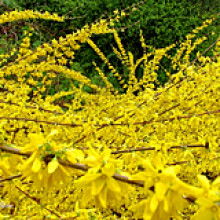 絳縣古絳鎮友梅苗木經銷部 供應產品