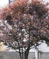 大量低價紅葉李,丁香,紅葉碧桃,合歡,國槐等綠化苗木(圖)