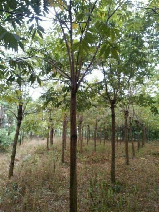 江蘇綠錦苗木場