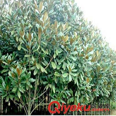 供應(yīng)花卉綠化工程苗 廣玉蘭小苗批發(fā) 2-3-5-8-10公分-沭陽縣萬花軒苗圃提供供應(yīng)花卉綠化工程苗 廣玉蘭小苗批發(fā) 2-3-5-8-10公分的相關(guān)介紹、產(chǎn)品、服務(wù)、圖片、價格沭陽縣萬花軒苗圃、綠化苗木;果樹;盆景;種子;承接綠化工程