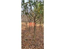 清流縣林畬兄弟宏達(dá)苗木種植專業(yè)合作社產(chǎn)品展示