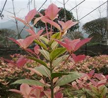 【南京新產品五彩桂花苗、鴻林苗木(圖)、五彩桂花圖片】價格,廠家,圖片,工程承包,常州鴻林苗木專業合作社chun銷售部-中國行業信息網