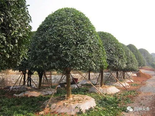 苗木移栽時注意這幾點,后期病蟲害就會減少很多