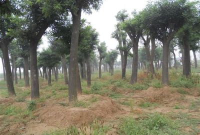 35公分國槐 35公分國槐價(jià)格_農(nóng)副產(chǎn)品_世界工廠網(wǎng)