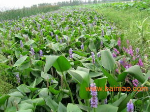 綠化苗木 山東綠化苗木 綠化苗木基地 雨軒, 綠化苗木 山東綠化苗木 綠化苗木基地 雨軒生產(chǎn)廠家, 綠化苗木 山東綠化苗木 綠化苗木基地 雨軒價格