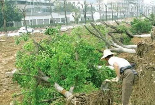 苗木移栽成活,經(jīng)驗買不到的技能