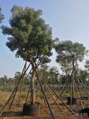 【全冠香樟袋苗供應、種植基地直銷、價格實惠】綠化苗木,價格,廠家,供應商,花木,龍海市東泗興輝園藝場 - 產品庫