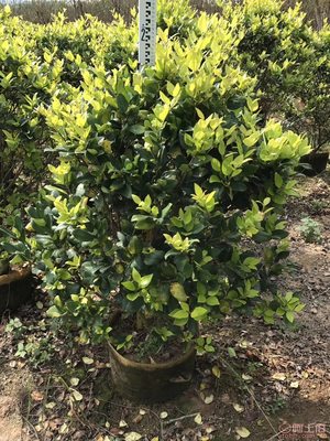 【興輝園藝場直銷金森女貞袋苗、園林綠化、農戶種植】綠化苗木,價格,廠家,供應商,花木,龍海市東泗興輝園藝場 - 產品庫