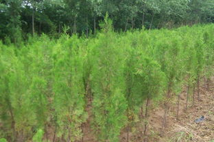 供應側柏,河南側柏,河南鄢陵側柏,河南鄢陵側柏價格