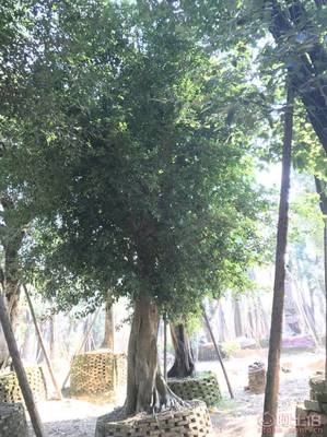 【小葉榕苗木直轄、品質(zhì)保證、最新報(bào)價(jià)】綠化苗木,價(jià)格,廠家,供應(yīng)商,花木,龍海市東泗興輝園藝場 - 產(chǎn)品庫