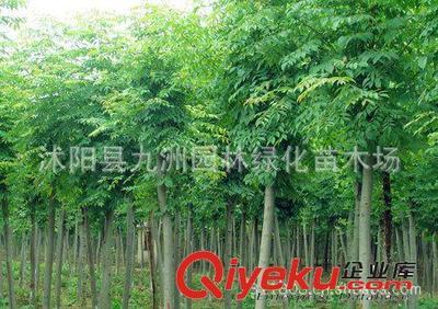 批發(fā)華山松,羅漢松,雪松,規(guī)格全,貨源足。-沭陽縣九洲園林綠化苗木場提供批發(fā)華山松,羅漢松,雪松,規(guī)格全,貨源足。的相關(guān)介紹、產(chǎn)品、服務(wù)、圖片、價(jià)格沭陽縣九洲園林綠化苗木場、花卉苗木;苗木種子;景觀木屋