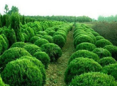 綠化苗木用途 綠化苗木 君誠(chéng)花卉苗木公司 查看