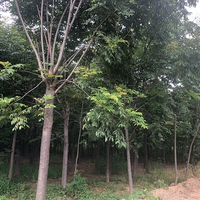 工程建設綠化用樹 精品大葉女貞 苗木種植基地