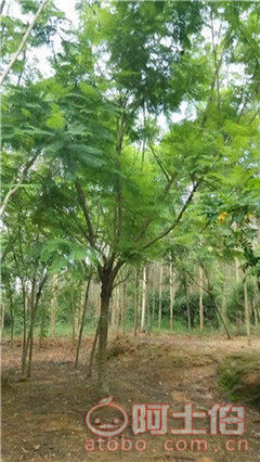 【四川藍花楹開花基地直銷,漳州藍花楹基地供應價格】綠化苗木,價格,廠家,供應商,花木,漳浦縣閩龍花卉種植園 - 產品庫