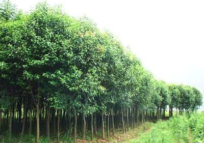 快熟育苗方法,葡萄,葡萄苗,葡萄苗木產(chǎn)品信息|中國農(nóng)業(yè)網(wǎng)