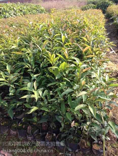 供應(yīng)粵桂大地速生紅椎苗場(chǎng) 黎木苗 紅椎種苗 楓香苗 紅錐種子 白椎苗圖片大全 北流市富饒農(nóng)產(chǎn)品苗木銷售部