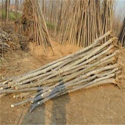 運(yùn)城2公分毛白楊 雄性毛白楊多少錢(qián) 歡迎您 產(chǎn)品新聞 冠縣鑫磊苗木