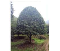 園林苗木批發(fā)產(chǎn)品庫(kù)