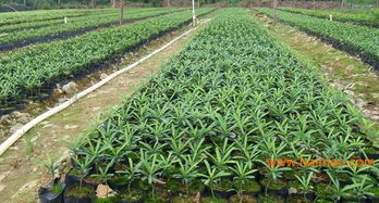 羅漢松產(chǎn)地,大羅漢松,羅漢松價(jià)格表,綠盛苗木很專業(yè),羅漢松產(chǎn)地,大羅漢松,羅漢松價(jià)格表,綠盛苗木很專業(yè)生產(chǎn)廠家,羅漢松產(chǎn)地,大羅漢松,羅漢松價(jià)格表,綠盛苗木很專業(yè)價(jià)格