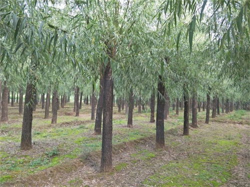 涉縣11公分旱柳樹(shù)苗13公分旱柳價(jià)格是多少 在線咨詢