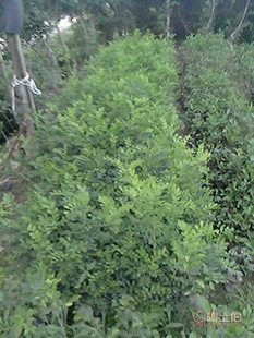 廠家直供七里香苗木盆栽花卉：九里香木香花苗，優(yōu)質園林綠化工程苗木