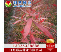 優化苗木產品庫策略，提升園林綠化行業競爭力