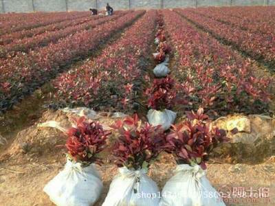 高品質紅葉石楠苗木采購指南與園林綠化應用