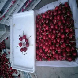 克拉瑪依市矮化櫻桃苗低價熱銷，品質保障助力林業種植