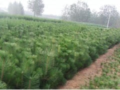 花卉苗木供應 黑松、側柏、油松種植指南與市場前景