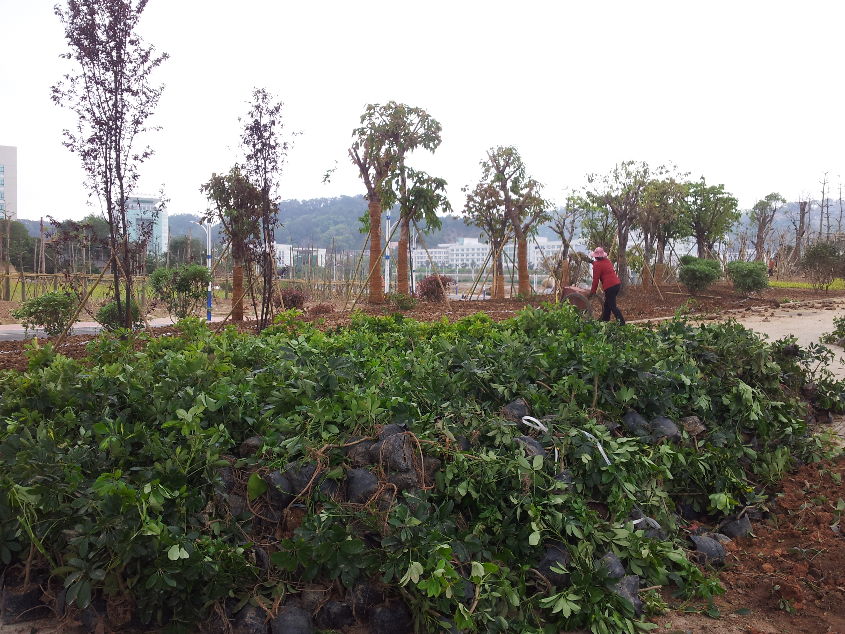 擋土墻苗木種植與地被苗木種植 林業(yè)種植中的生態(tài)與工程結(jié)合
